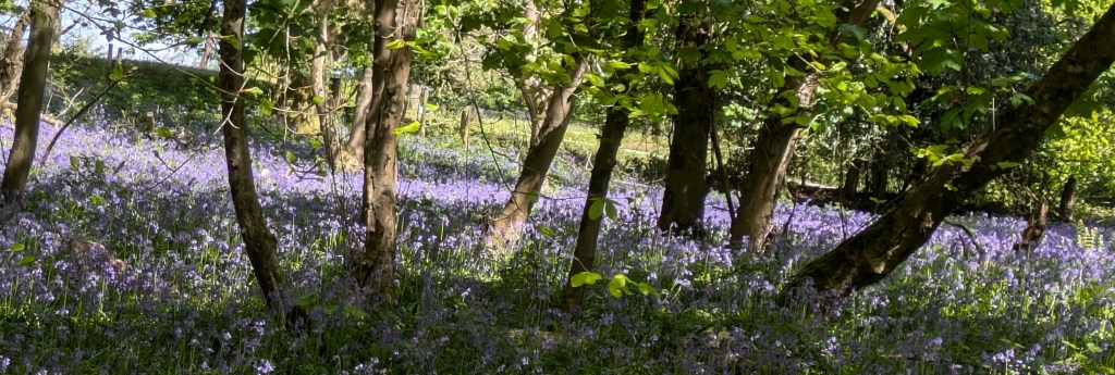 Image of Bircher Common where the workshops take place